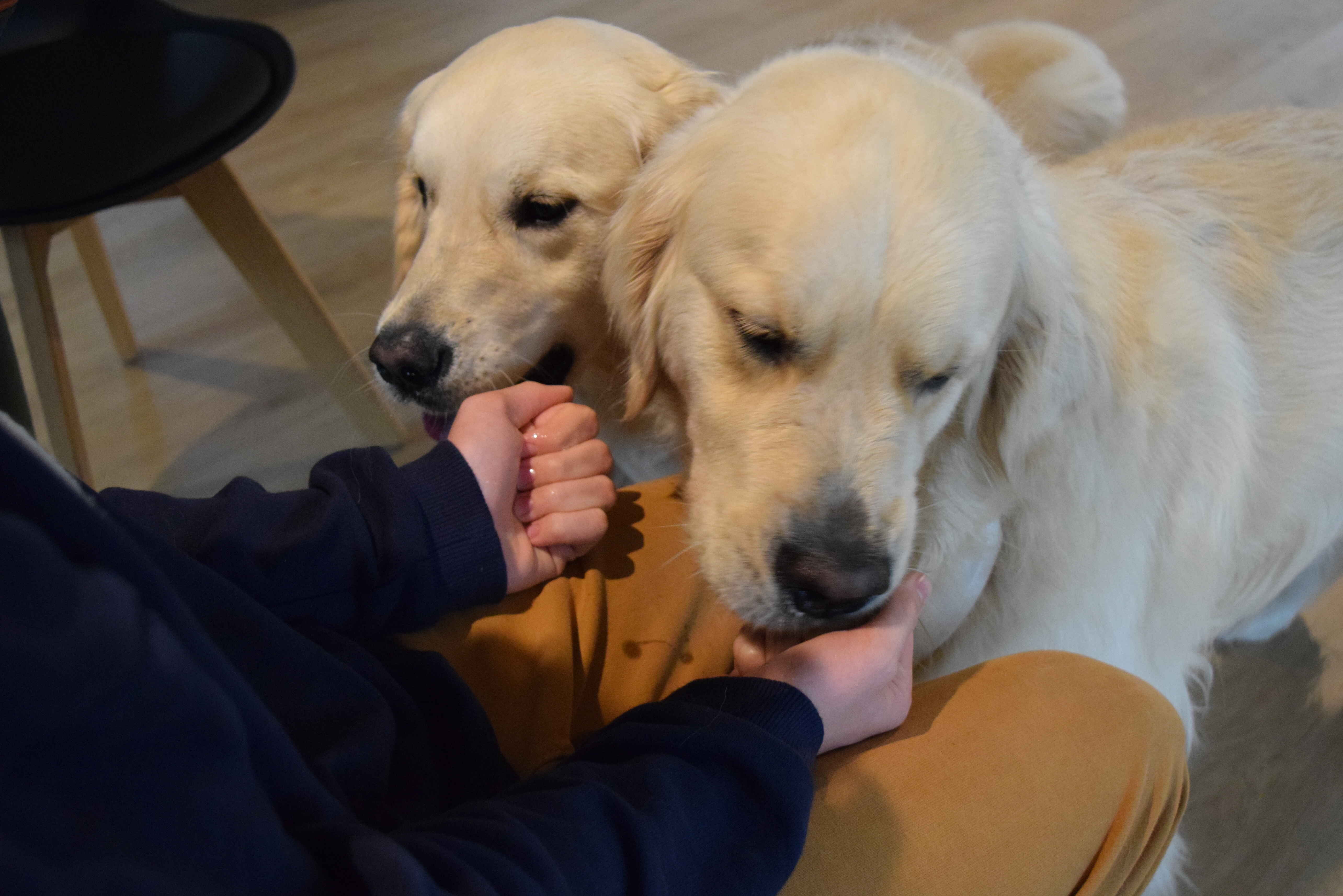 animal assisted therapy