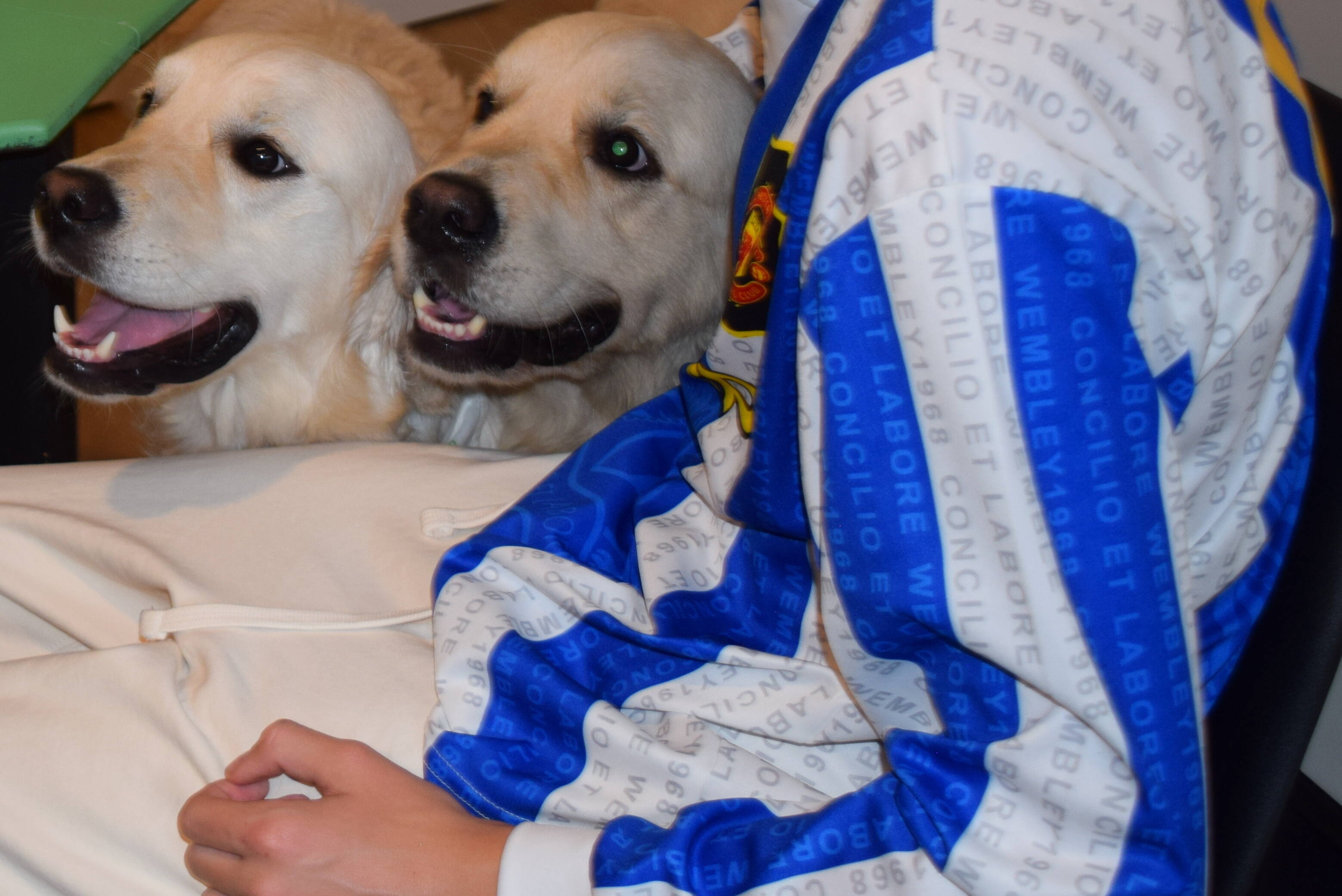 animal assisted therapy